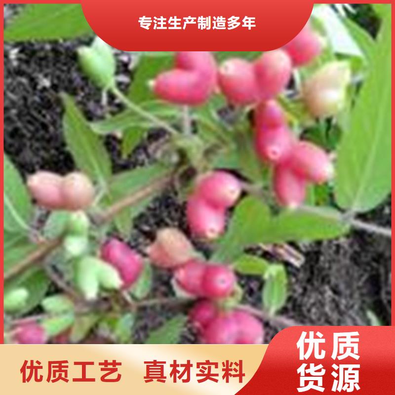 杈杷果梨树苗好产品不怕比
