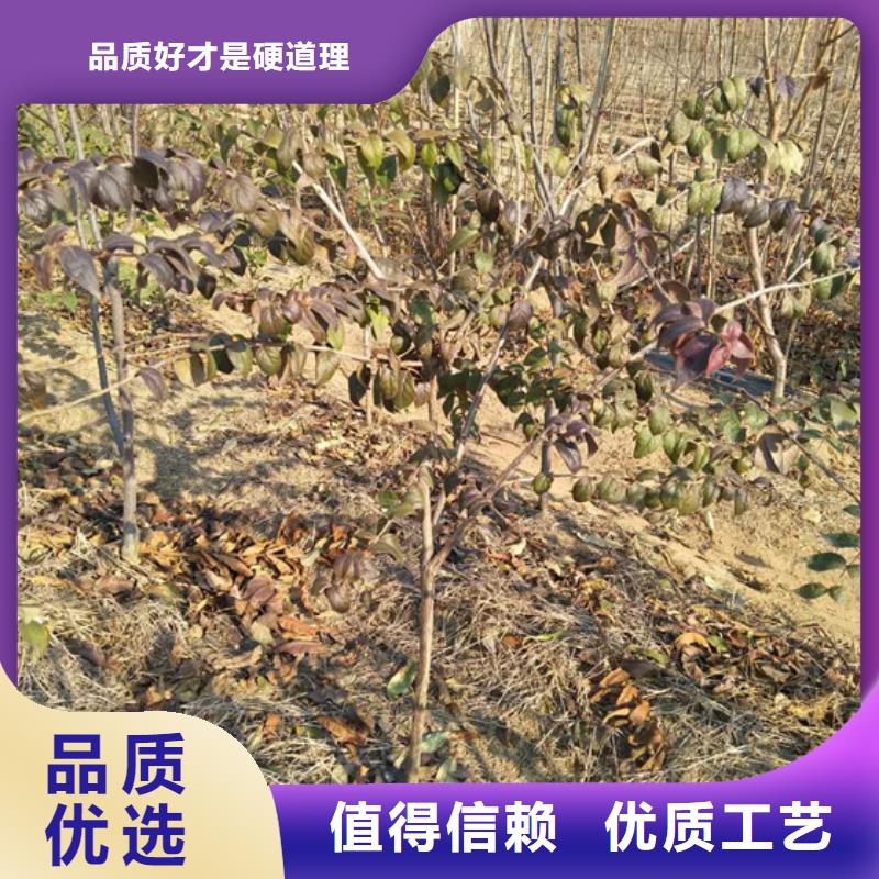 杈杷果桃樹苗好產(chǎn)品有口碑