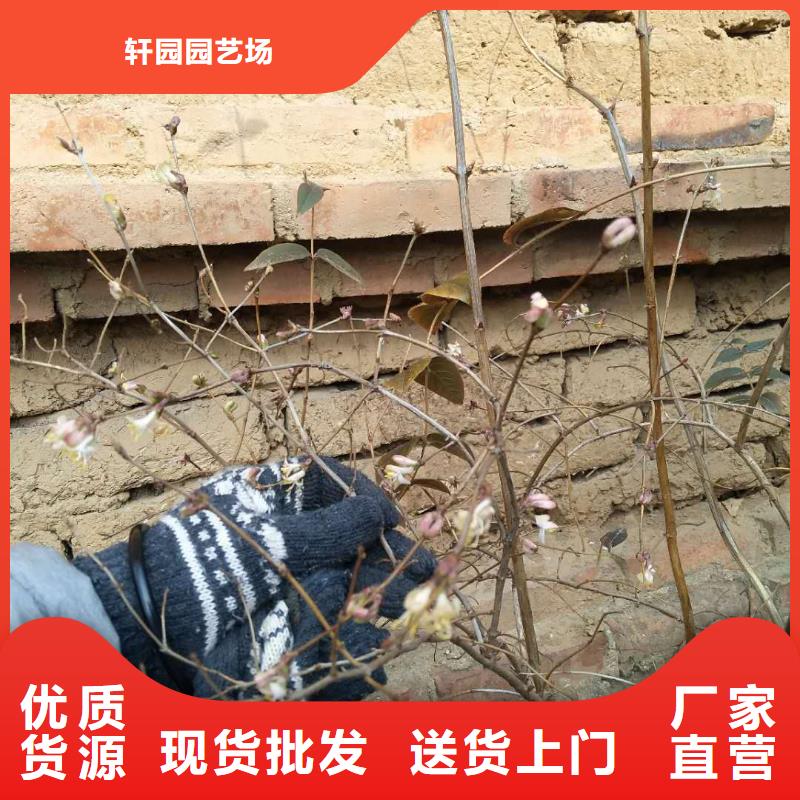 杈杷果梨树苗好产品不怕比