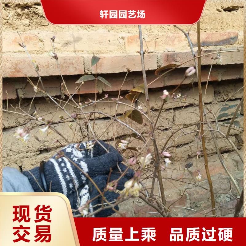 杈杷果櫻桃苗規(guī)格齊全實力廠家