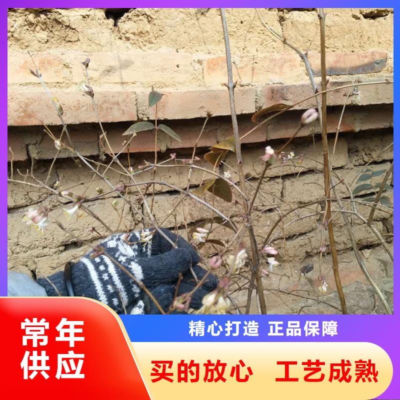 杈杷果桃樹苗好產(chǎn)品有口碑
