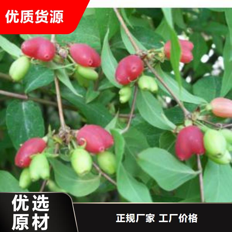 杈杷果桃樹苗好產(chǎn)品有口碑