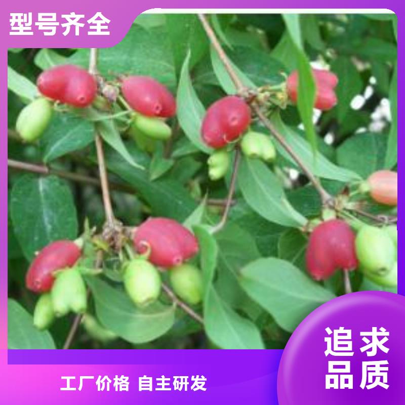 杈杷果櫻桃苗規(guī)格齊全實力廠家