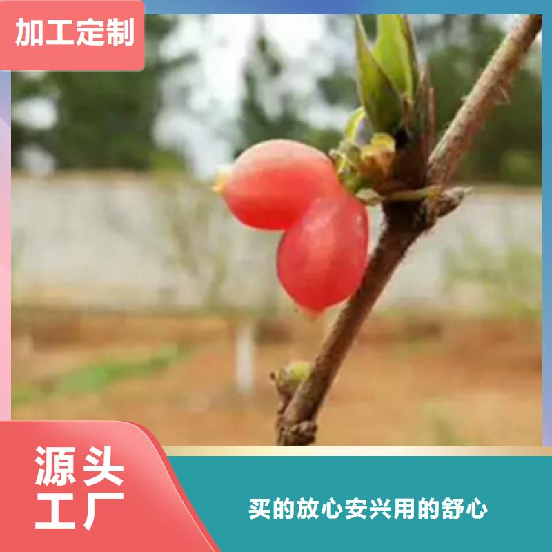 杈杷果梨树苗好产品不怕比