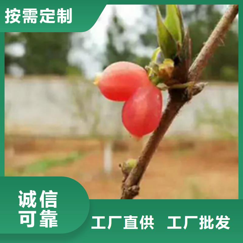 杈杷果桃樹苗好產(chǎn)品有口碑