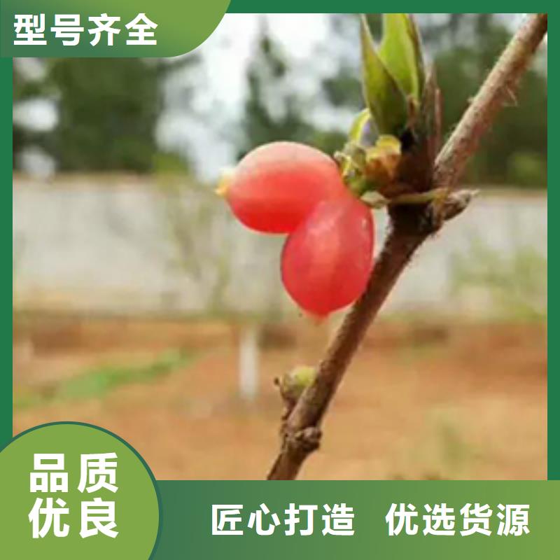 杈杷果櫻桃苗規(guī)格齊全實力廠家