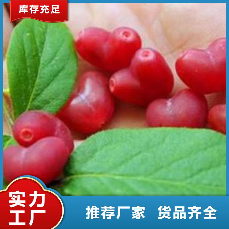杈杷果梨树苗好产品不怕比