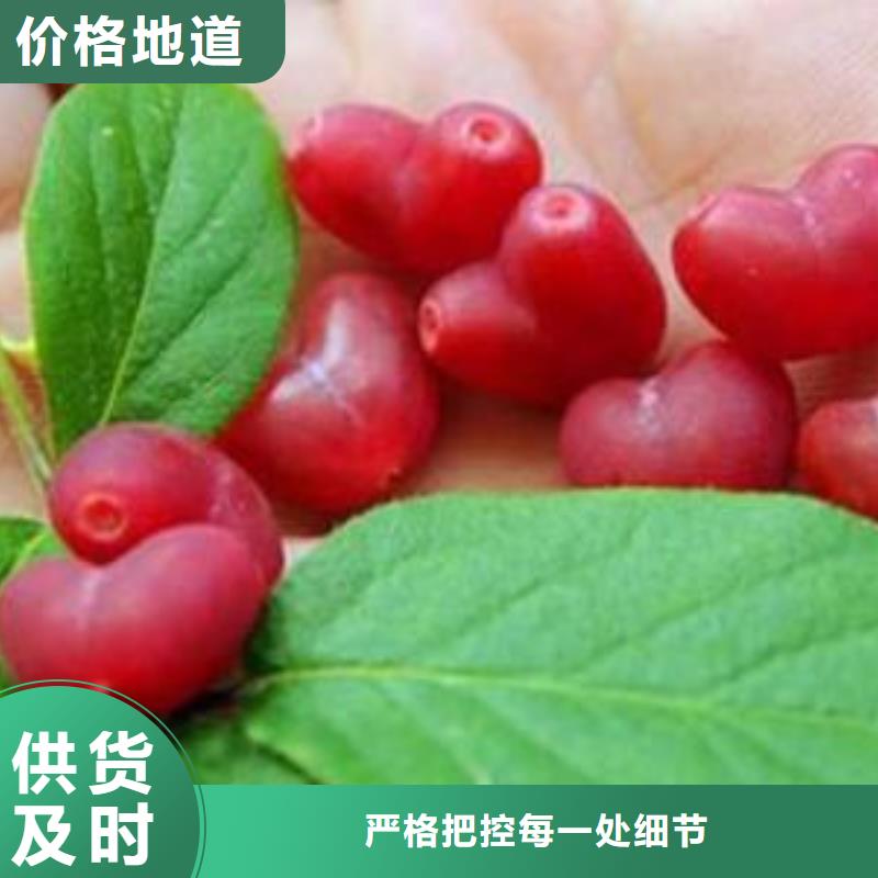 杈杷果李子苗根据要求定制