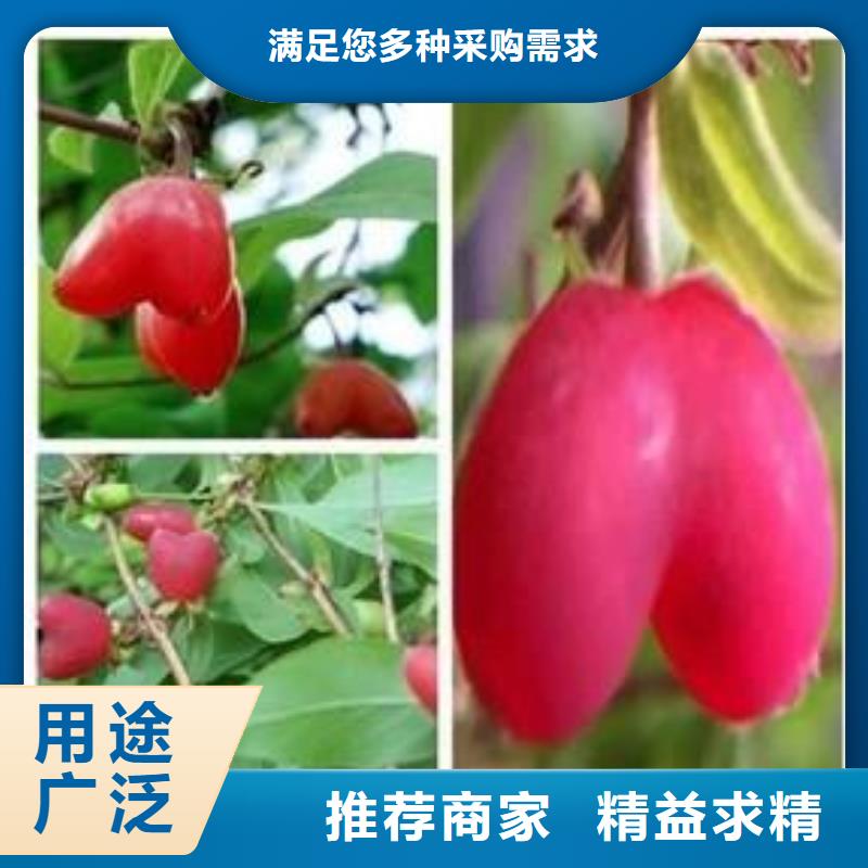 杈杷果梨树苗好产品不怕比