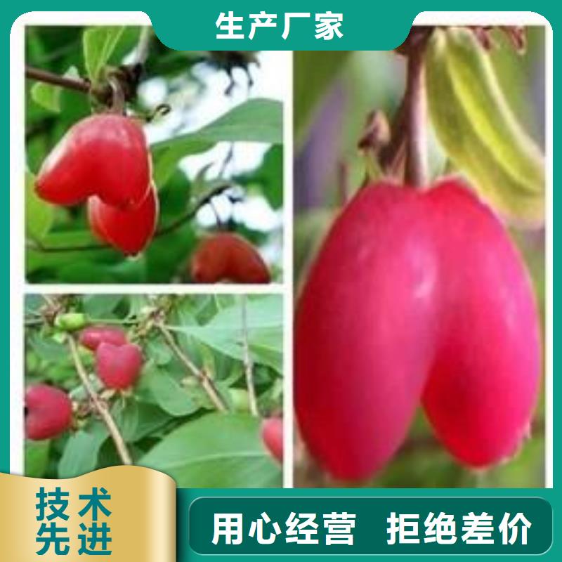 杈杷果桃樹苗好產(chǎn)品有口碑