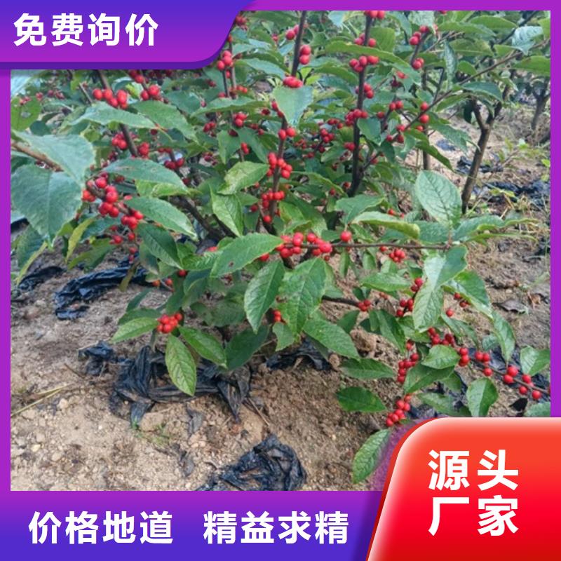 北美冬青苹果苗发货迅速