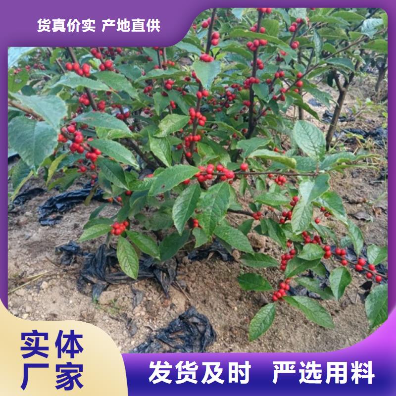 北美冬青梨樹苗安裝簡單