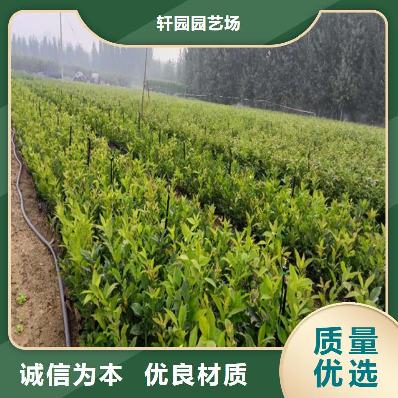 北美冬青_桃樹苗細(xì)節(jié)決定成敗
