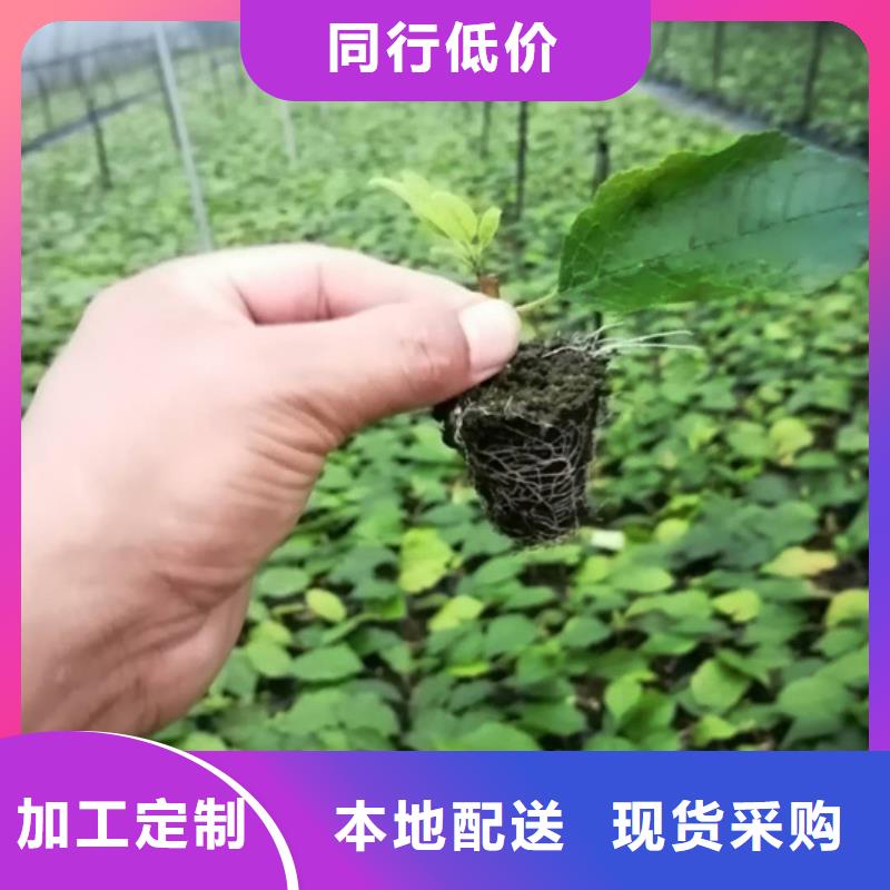 北美冬青苹果苗库存充足