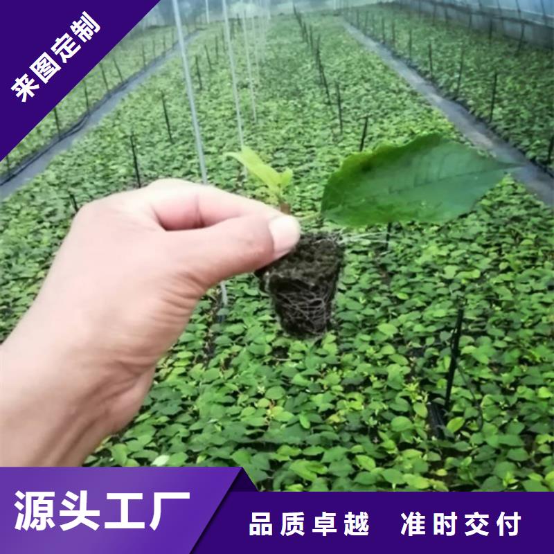 北美冬青苹果苗发货迅速