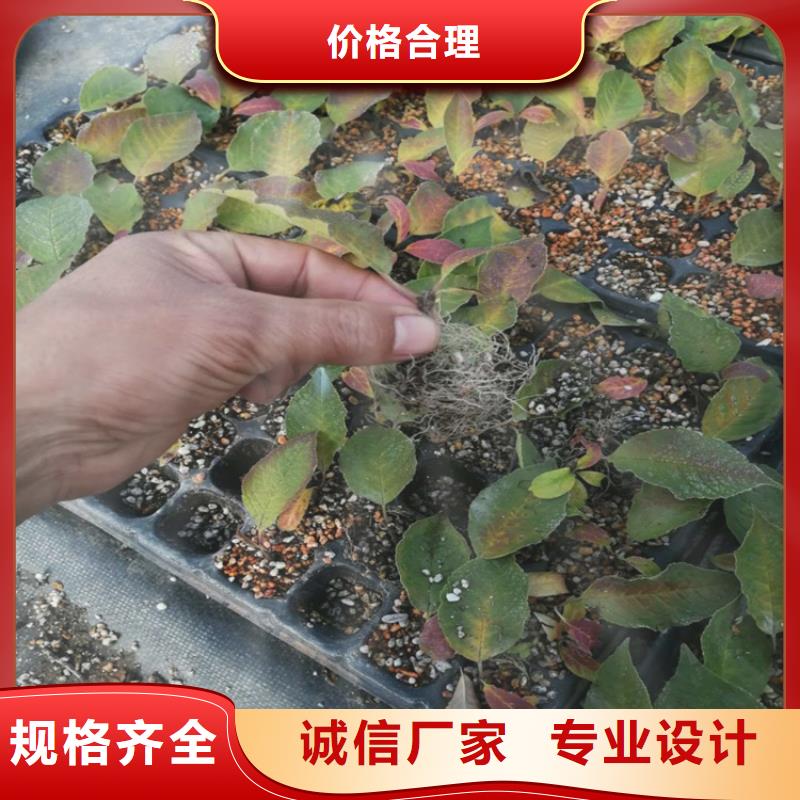 北美冬青蘋果苗發(fā)貨迅速