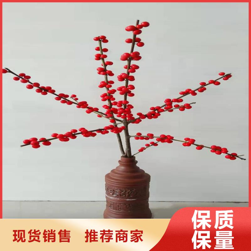 北美冬青蘋果苗發(fā)貨迅速