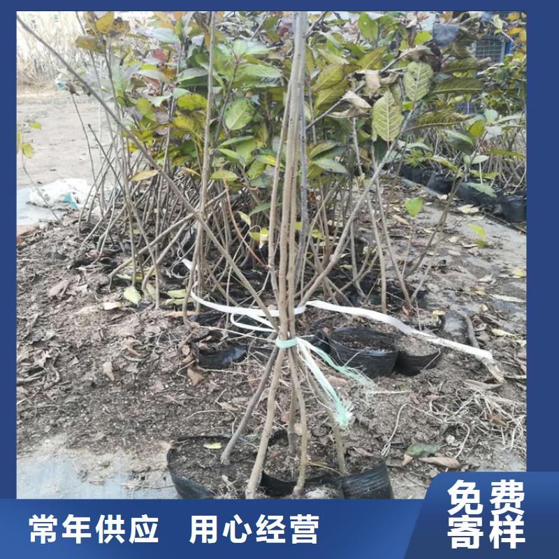北美冬青苹果苗发货迅速