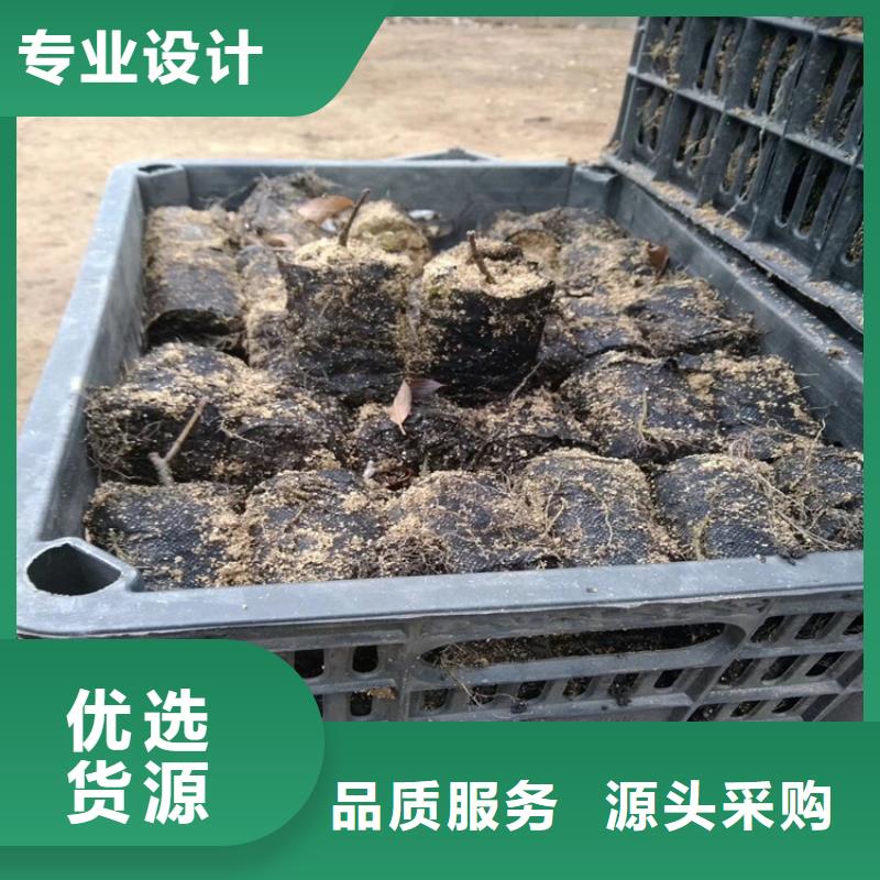 北美冬青蘋果苗嚴(yán)選好貨