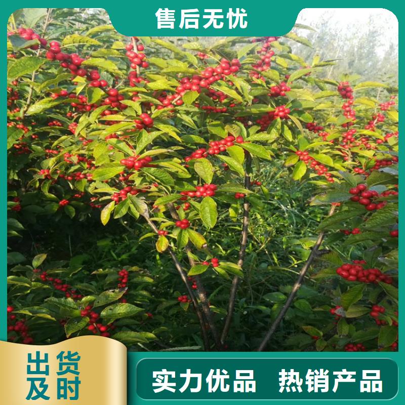 北美冬青蘋果苗發(fā)貨迅速