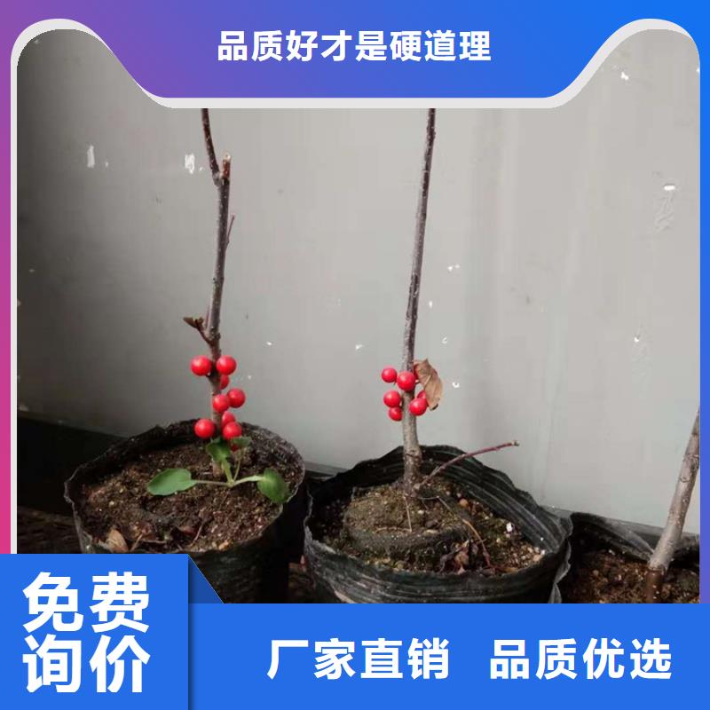 北美冬青梨樹苗安裝簡單