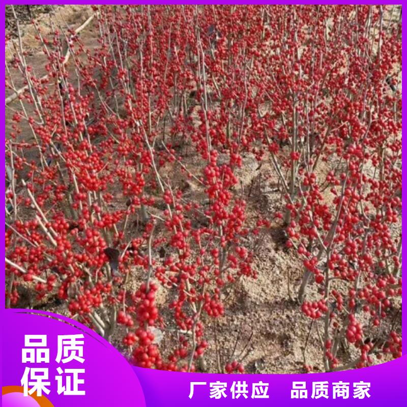 北美冬青_桃树苗细节决定成败