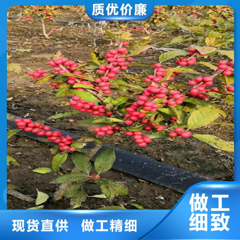 北美冬青苹果苗发货迅速