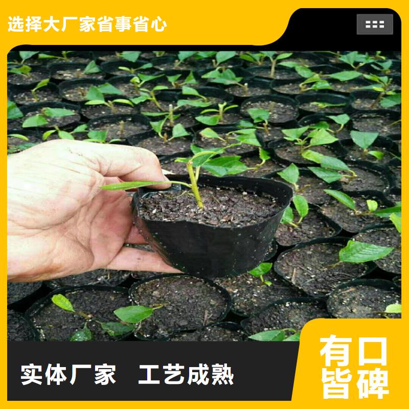 北美冬青梨树苗安装简单