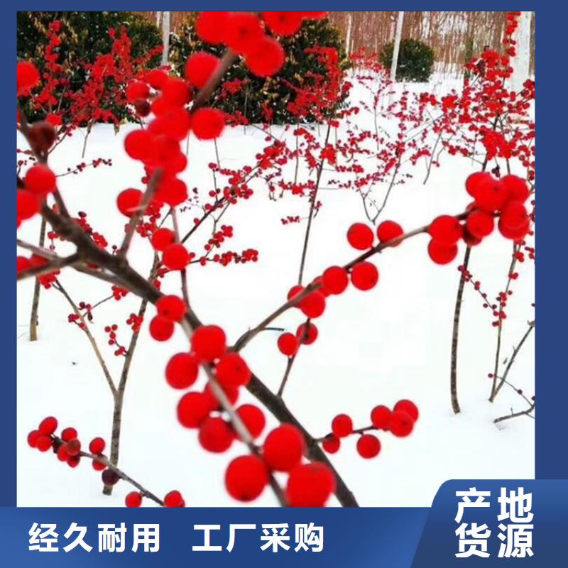 北美冬青苹果苗发货迅速