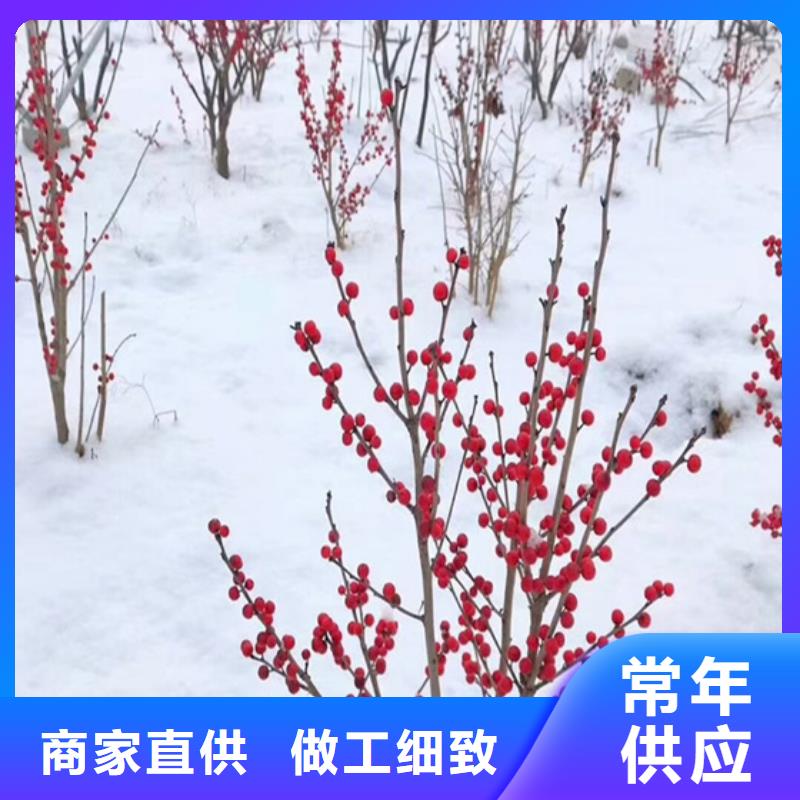 北美冬青蘋果苗發(fā)貨迅速