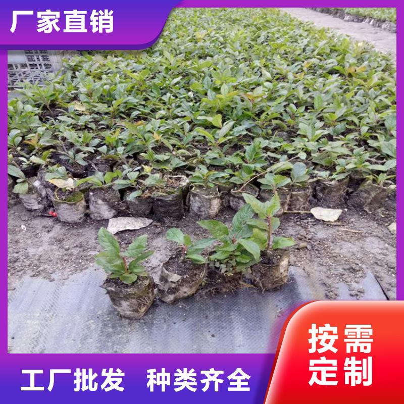 北美冬青蘋果苗嚴(yán)選好貨