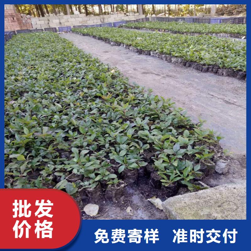 北美冬青蘋果苗發(fā)貨迅速