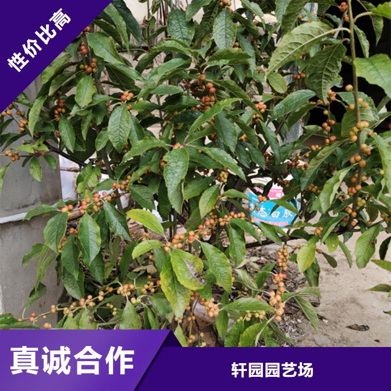 北美冬青苹果苗库存充足