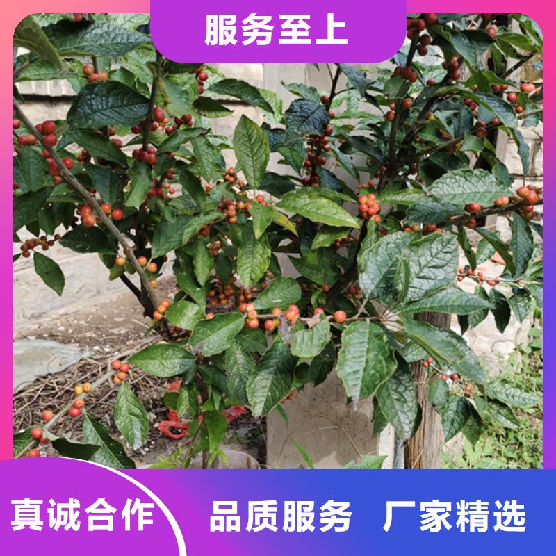 北美冬青_桃树苗细节决定成败