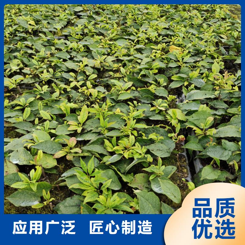 北美冬青梨树苗安装简单