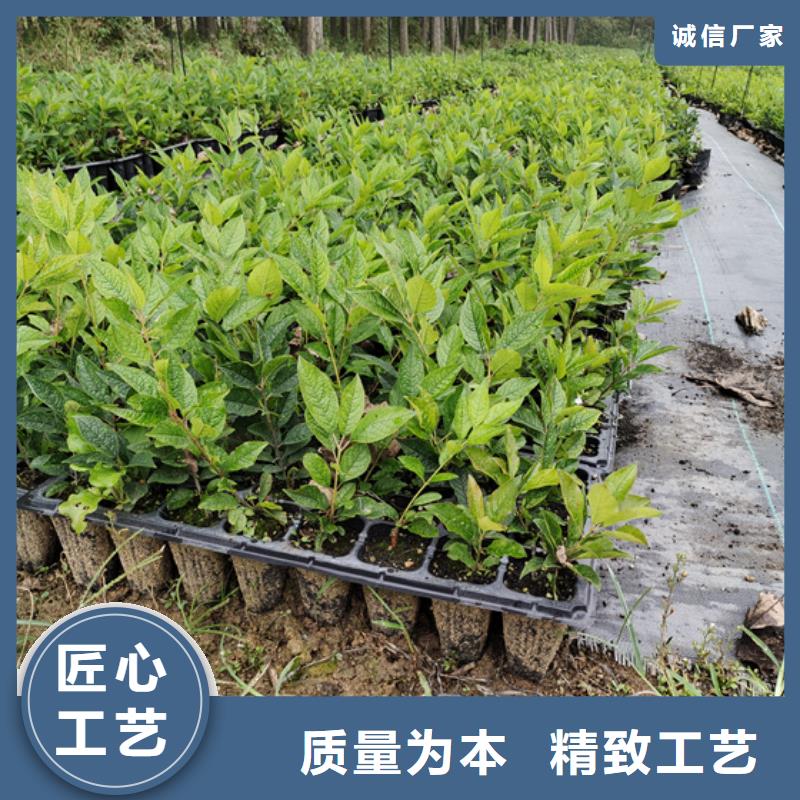 北美冬青櫻桃苗實(shí)力廠家直銷