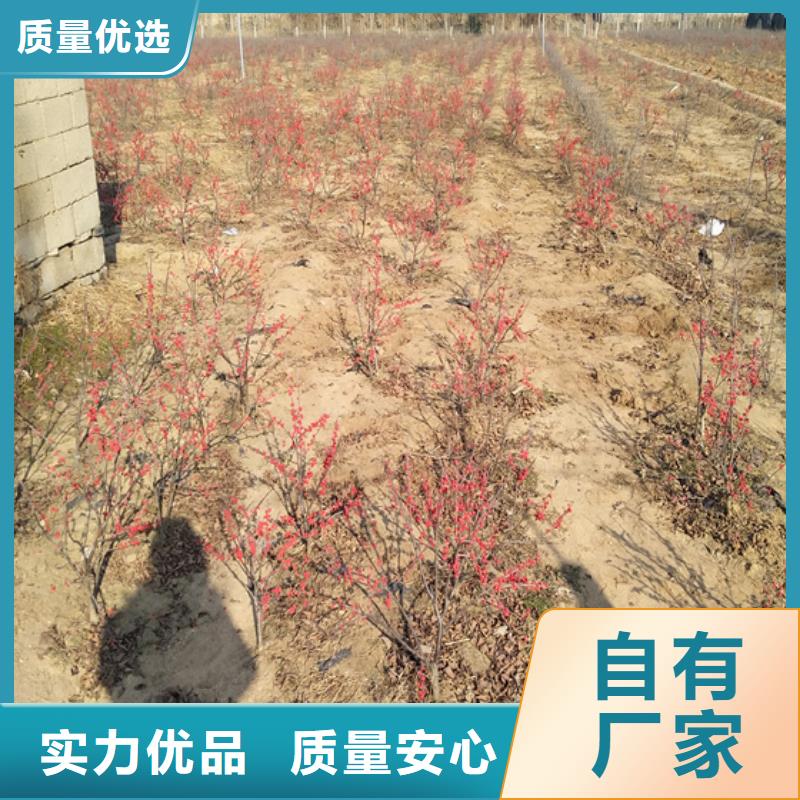 北美冬青櫻桃苗實(shí)力廠家直銷
