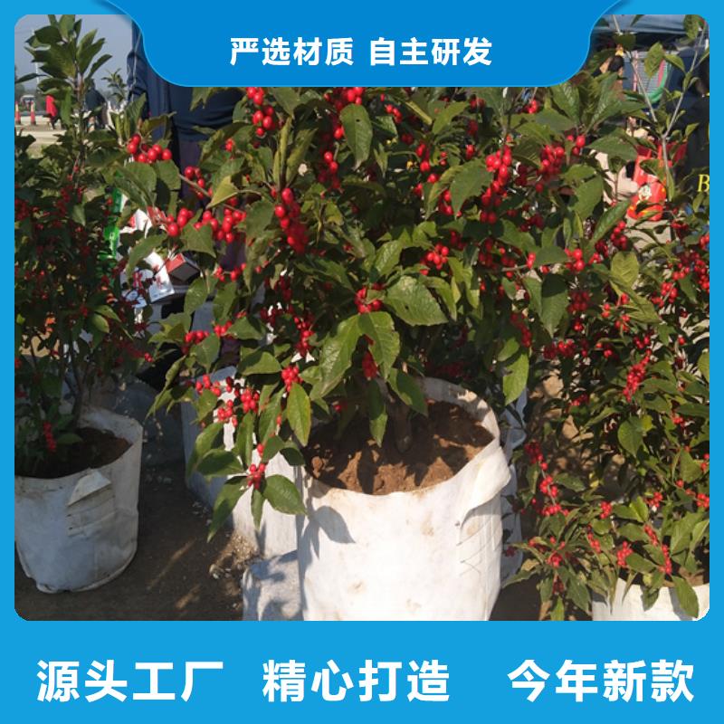 北美冬青蘋果苗發(fā)貨迅速