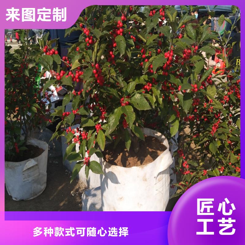北美冬青_西瓜苗采購(gòu)