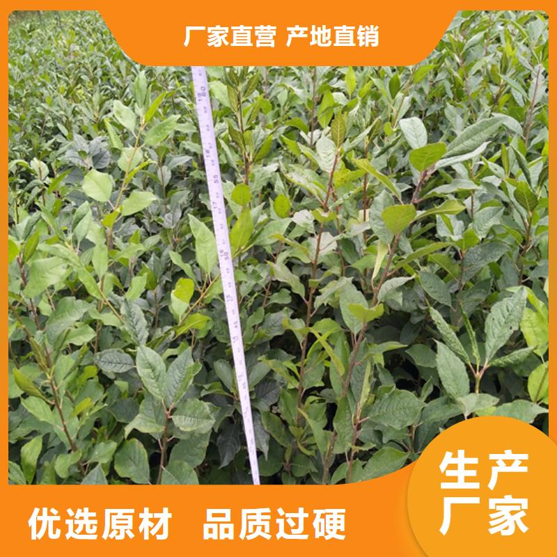 北美冬青苹果苗发货迅速
