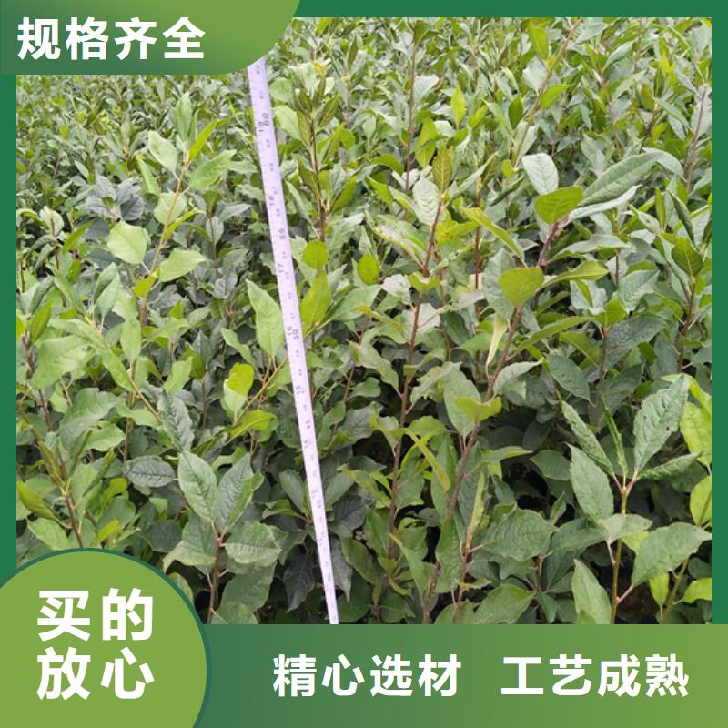 北美冬青_桃樹苗細(xì)節(jié)決定成敗