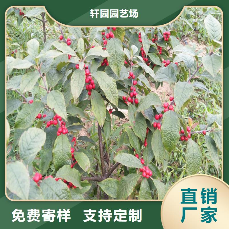 北美冬青苹果苗发货迅速