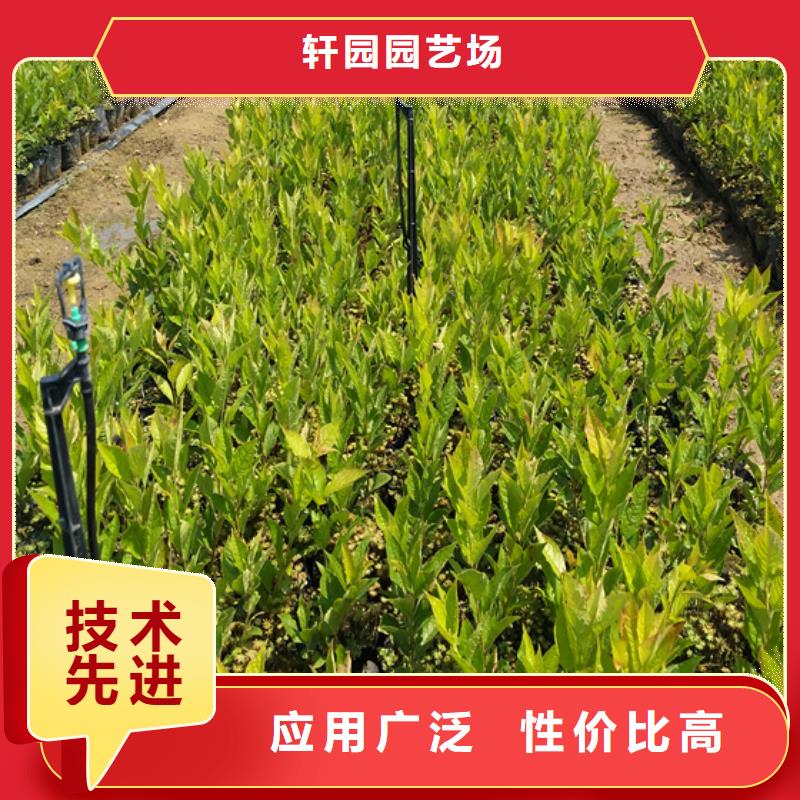 北美冬青_西瓜苗采購(gòu)