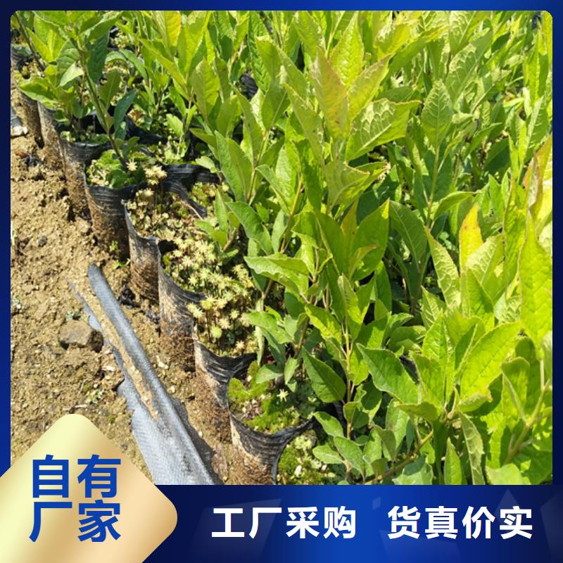 北美冬青櫻桃苗實(shí)力廠家直銷