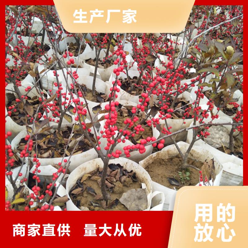 北美冬青櫻桃苗實(shí)力廠家直銷