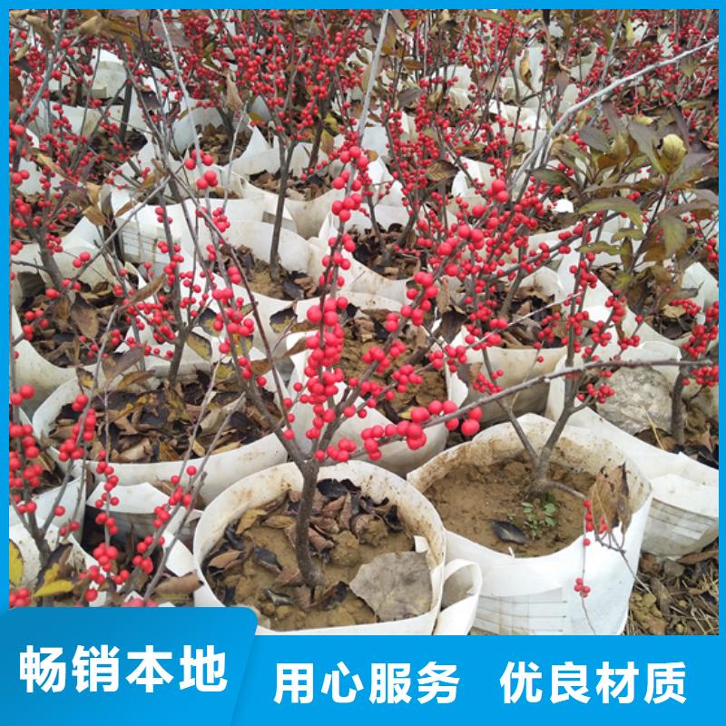北美冬青蘋果苗發(fā)貨迅速