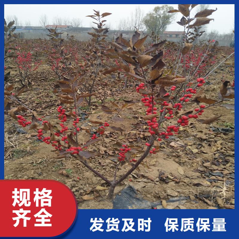 北美冬青苹果苗发货迅速