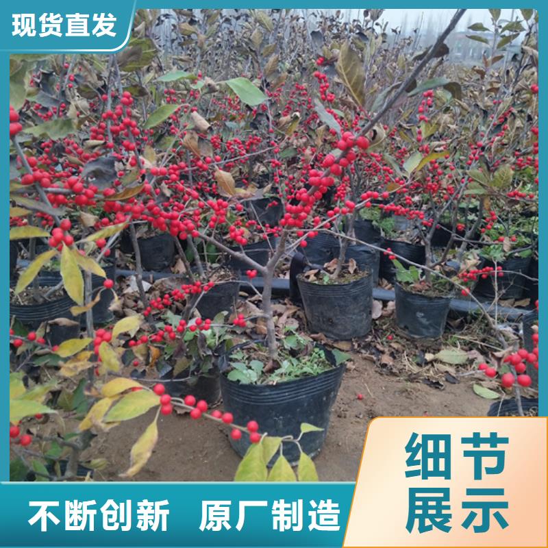 北美冬青_西瓜苗采購(gòu)