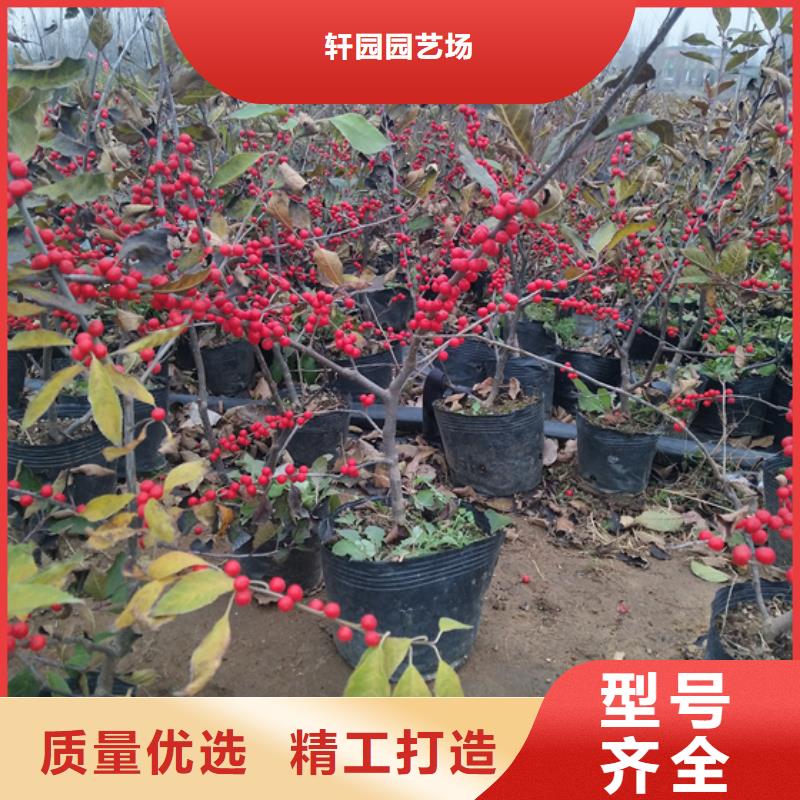 北美冬青蘋果苗發(fā)貨迅速