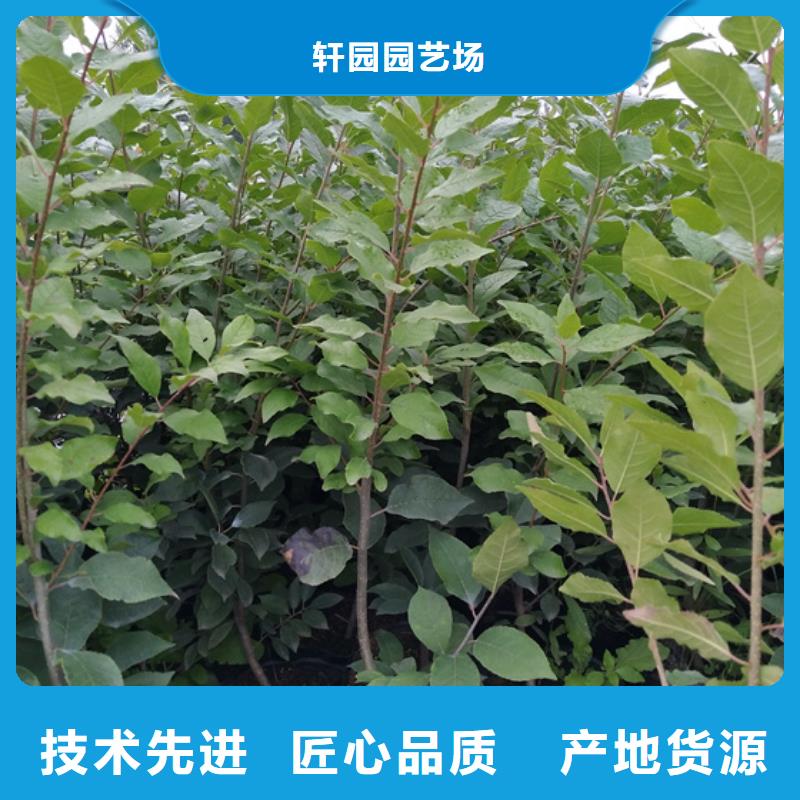 北美冬青梨树苗安装简单